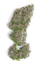 Tropical Seeds Company Bisho Purple - foto de admin