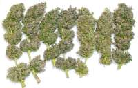 Tropical Seeds Company Bisho Purple - foto de admin