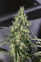 Tropical Seeds Company King Congo V4 - foto de flashgordon