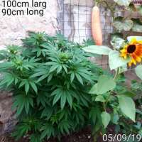 Tropical Seeds Company Red Afro - foto de MOUSTAKI222