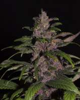 Tropical Seeds Company Red Monster - foto de flashgordon