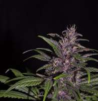 Tropical Seeds Company Red Monster - foto de flashgordon