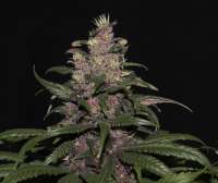 Tropical Seeds Company Red Monster - foto de flashgordon