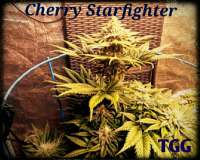 True Grit Genetics Cherry Starfighter - foto de TrueGritGenetics