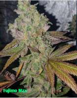 True Grit Genetics Fujimo Max - foto de TrueGritGenetics