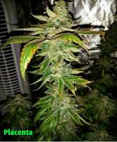 True Grit Genetics Placenta - foto de TrueGritGenetics