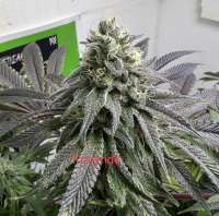 Truleaf Medicinal Ponyride - foto de Truleafmedicinal