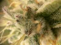 Twenty 20 Genetics MMXX - foto de growusa