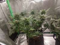 Twenty 20 Genetics Trizzlers Auto - foto de Cornbug