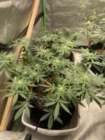 Imagen de Okiegrowmie2 (Grape Ape Cookies)