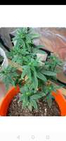 Imagen de UnicornBoysGenetics (Sweet Fire Purple Skunk OG)