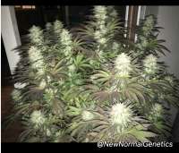 Unknown or Legendary Black Berry Kush - foto de NewNormalGenetics