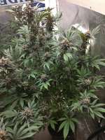 Imagen de lty516 (Black Cherry Cheesecake)