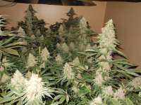 Imagen de blzbob (Grand Daddy Purple)