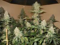 Imagen de blzbob (Grand Daddy Purple)