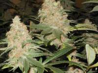 Imagen de blzbob (Grand Daddy Purple)