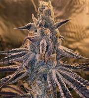 Imagen de budmaster (Purple Punch)