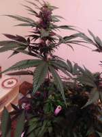 Imagen de budmaster (Purple Punch)