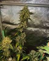 Imagen de WhizkidLabs (Sour Diesel)