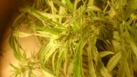 VIP Seeds Cheese - foto de speedx