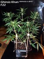 VIP Seeds Ghingis Khan - foto de THCNW2