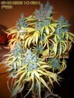 VIP Seeds Ghingis Khan - foto de THCNW2