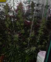 VIP Seeds Taison - foto de DelicateSounds