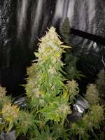 Victory Seeds Auto Green Wild Shark - foto de drzoidberg