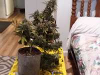 Victory Seeds Chocodope - foto de Grower211