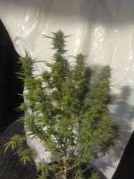 Vision Seeds Lamb’s Breath x AK-49 - foto de Razztabreath