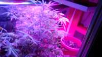 Vision Seeds Super Skunk Auto - foto de PotHeadMason