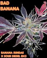 Waffle House Genetics Bad Banana - foto de Wafflehousegenetics