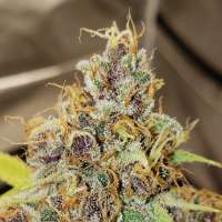 Imagen de WaffleHouseGenetics (Superstar Punani)