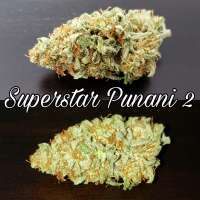 Imagen de WaffleHouseGenetics (Superstar Punani)