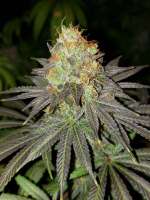 Imagen de WaffleHouseGenetics (Superstar Punani)