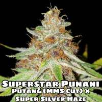 Imagen de Wafflehousegenetics (Superstar Punani)