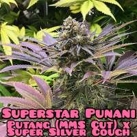 Imagen de Wafflehousegenetics (Superstar Punani)