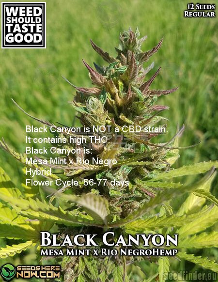 Weed Should Taste Good Black Canyon