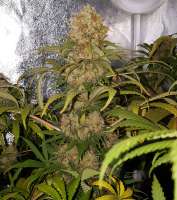 Imagen de Majestic (Master Kush)