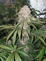 Imagen de Majestic (Master Kush)