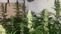 Imagen de SirSuperSkunk (Power Plant)