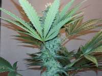 White Label Purple Bud - foto de FarmerWhiskers