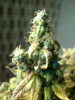 Imagen de mrnicex [Purple Bud]