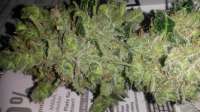 Imagen de SirSuperSkunk (Super Skunk Automatic)