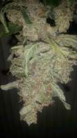 Imagen de SirSuperSkunk (Super Skunk Automatic)