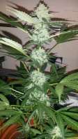 Imagen de SirSuperSkunk (Super Skunk Automatic)