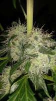 Imagen de SirSuperSkunk (Super Skunk Automatic)