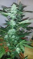 Imagen de SirSuperSkunk (Super Skunk Automatic)