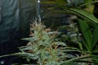 Imagen de Luffelz (White Diesel Haze Automatic)