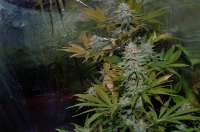 Imagen de Luffelz (White Diesel Haze Automatic)